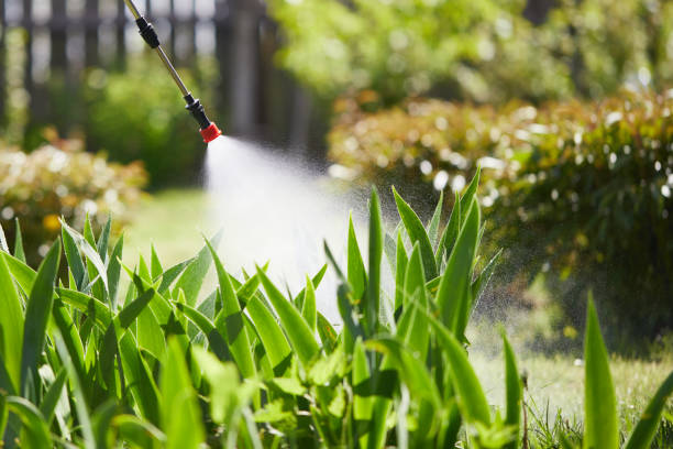 24/7 Emergency Ant Control experts in Mount Olive, MS